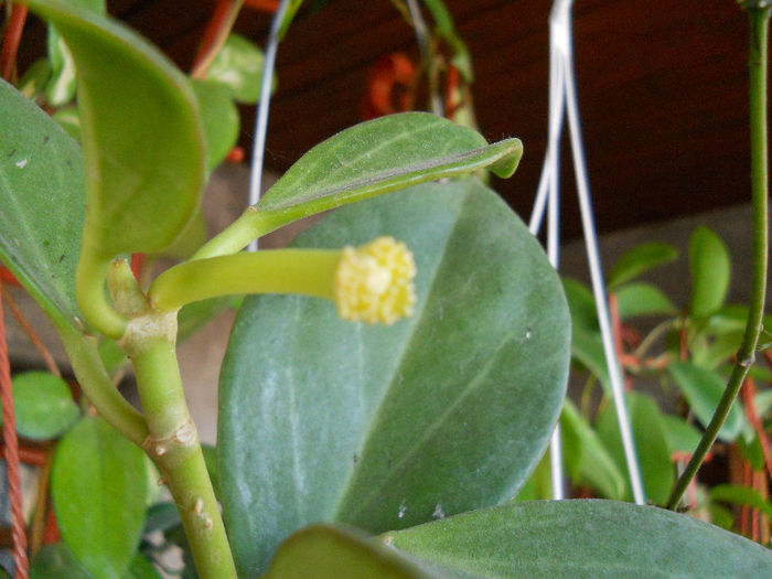 h. pachyclada - HOYA-2013