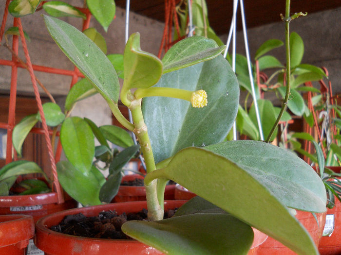 DSCN2840 - HOYA-2013