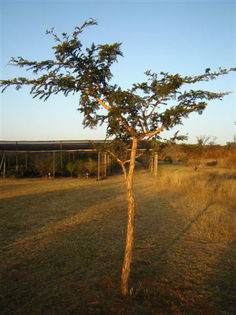 Acacia davyi