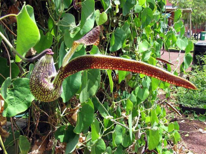 Aristolochia ringens - 1-de vanzare 2019-2020- SEMINTE TROPICALE RARE