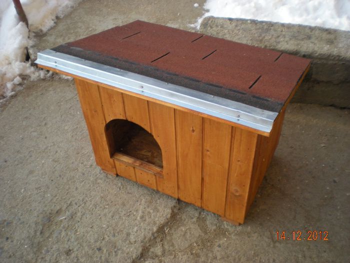 cusca cotet caine izolat (1)