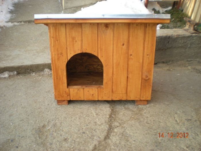 cusca cotet caine izolat (2)