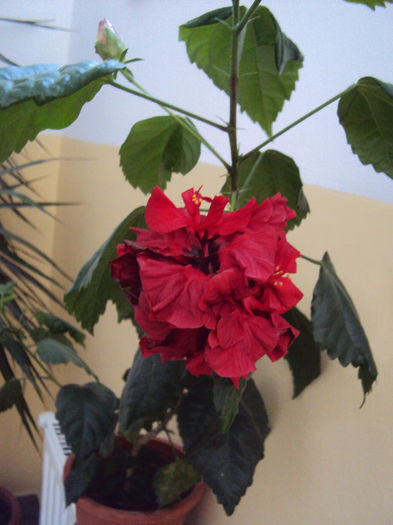 DSC02061 - Hibiscus