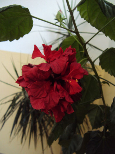 DSC02068 - Hibiscus