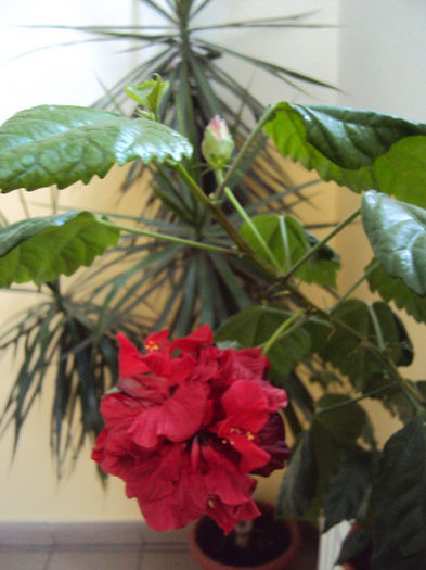 DSC02075 - Hibiscus