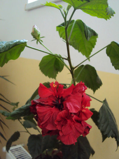 DSC02076 - Hibiscus