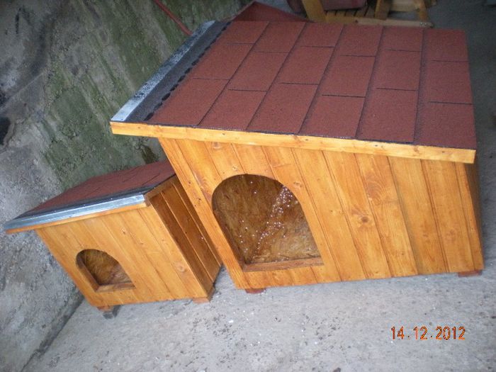 cusca cotet caine izolat (1)