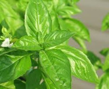 busuioc