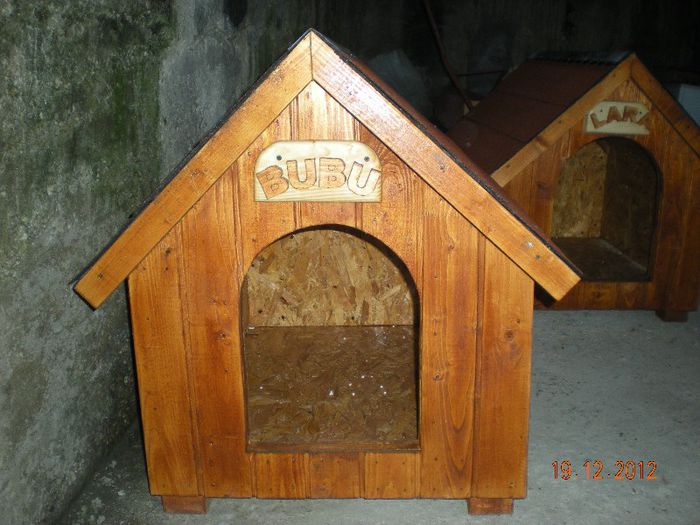 cusca cotet caine izolata (2)