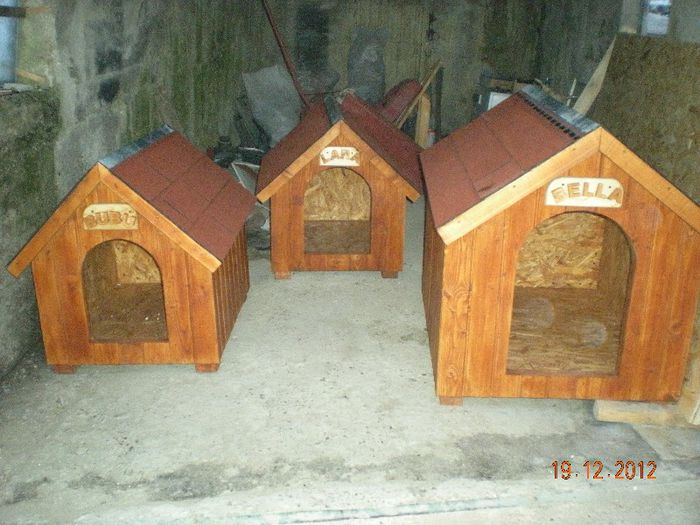 cusca cotet caine izolata (3)