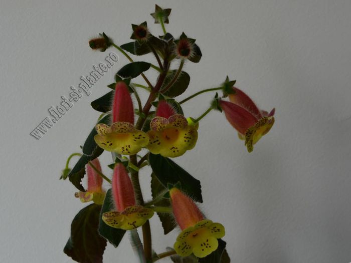 Kohleria Siriu (ni)