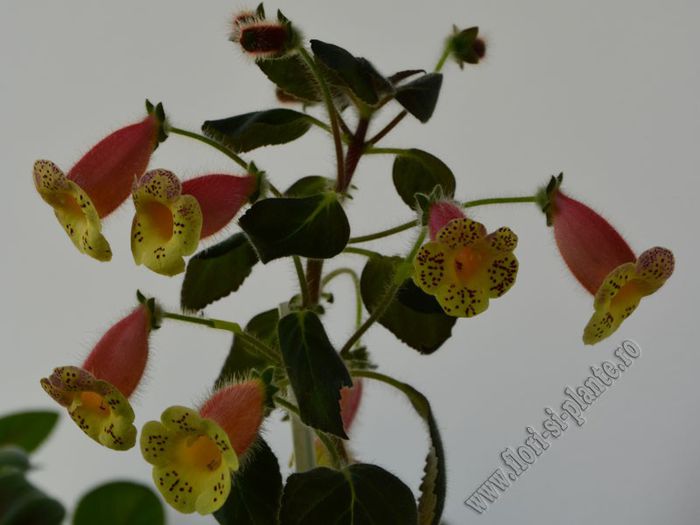 Kohleria Siriu (ni)