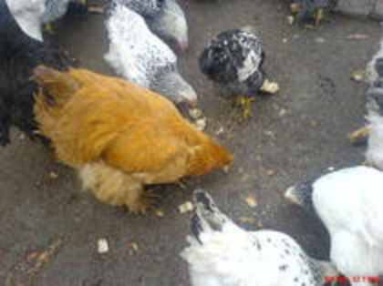 83450554_YBFOQVI - Toamna 2012