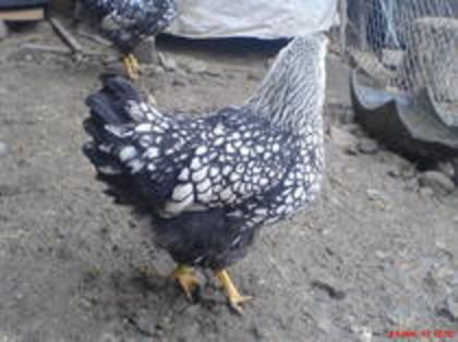 83450561_WKQMMJJ - Toamna 2012
