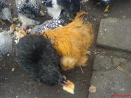 83450615_BTNPYPS3 - Toamna 2012