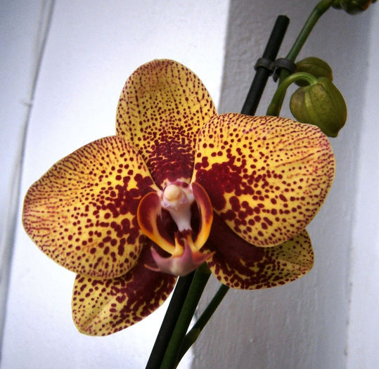 Phalaenopsis Elegant Karin Aloha