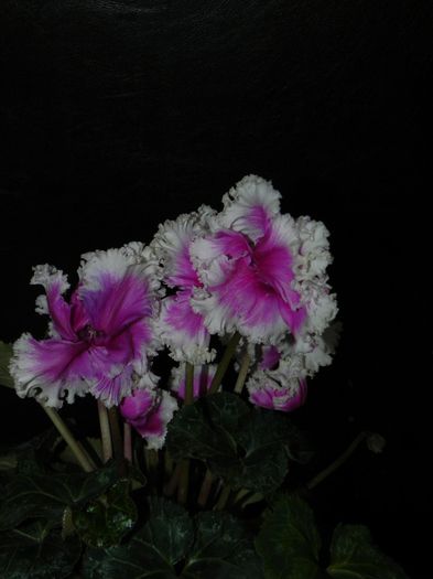  - Cyclamen