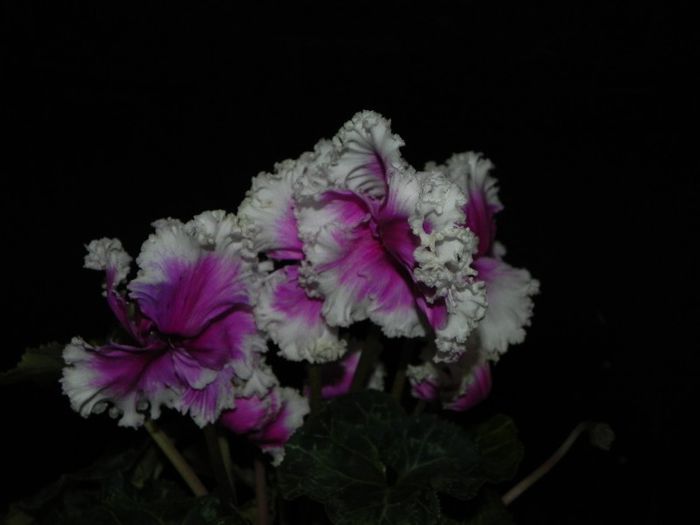  - Cyclamen