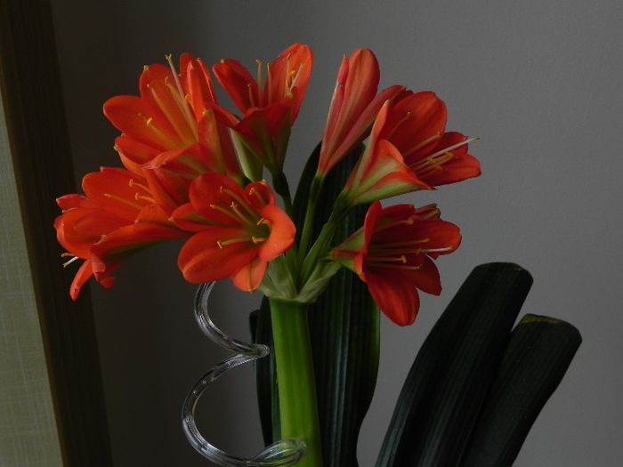  - Clivia Red Orange GT