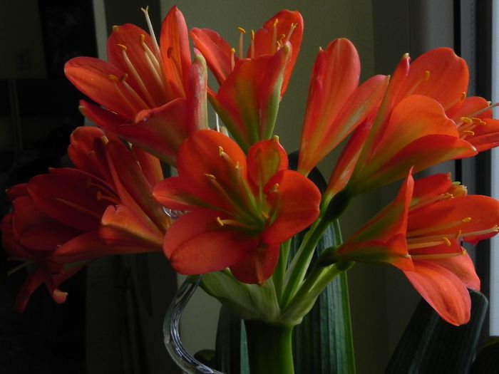  - Clivia Red Orange GT