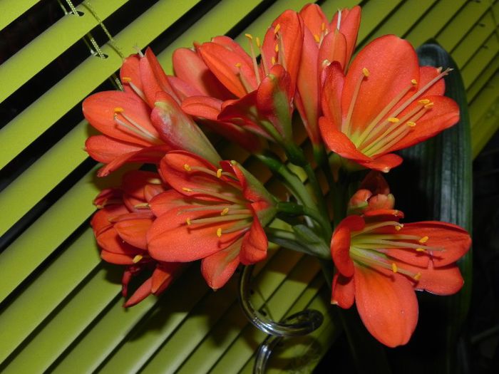  - Clivia Red Orange GT