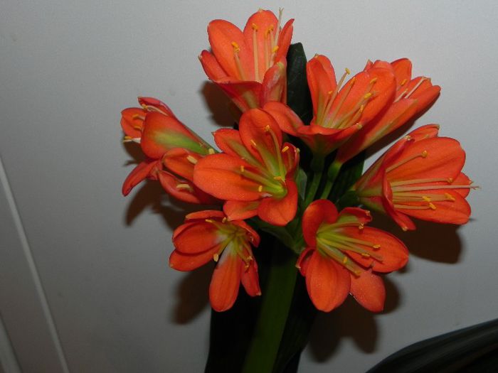  - Clivia Red Orange GT