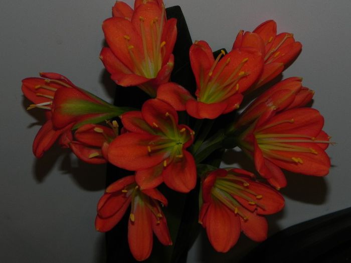  - Clivia Red Orange GT