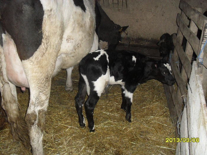 tauras holstein - vacile mele