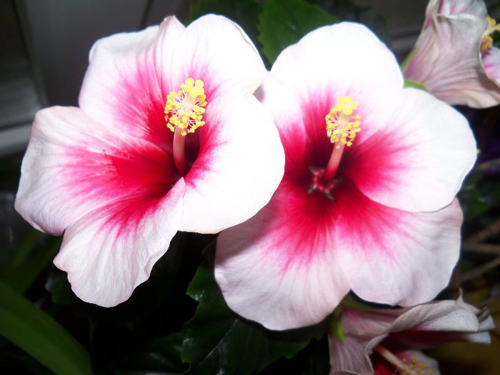 101_7065 - HIBISCUS