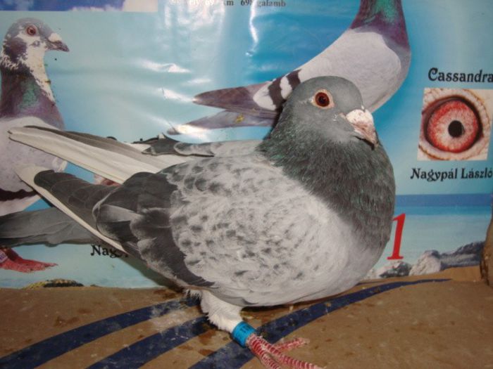 dv 2010 arden +30% Drapa A 100      vandut