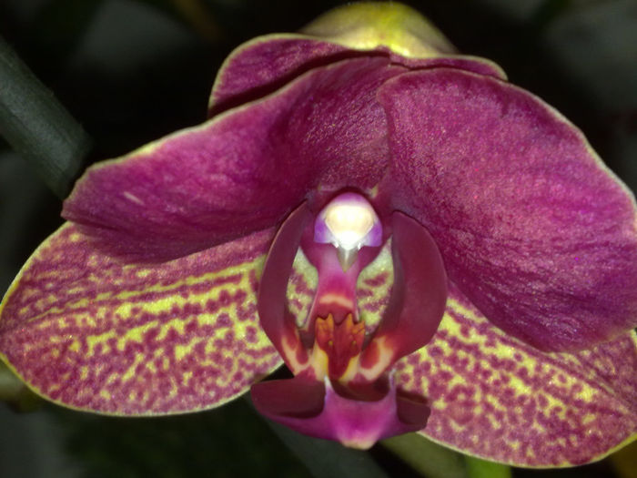 prima floare in 2013 - orhidee salvata