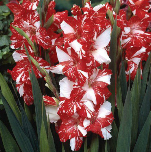 Gladiole Zizanie