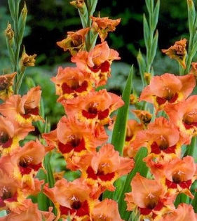 Gladiole Alice