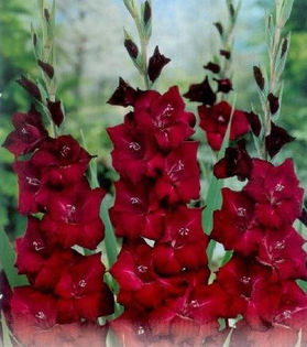 Gladiole Black Surprise - Bulbi de gladiole NOU