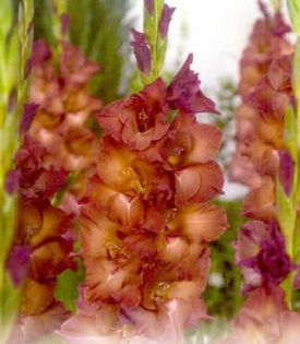 Gladiole Indian Summer - Bulbi de gladiole NOU