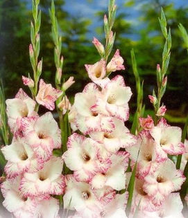 Gladiole My Love - Bulbi de gladiole NOU