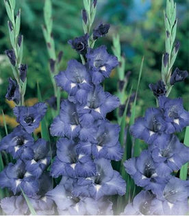 Gladiole BLUE ISLE - Bulbi de gladiole NOU