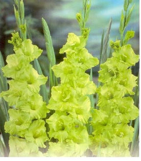 Gladiole_Green_Star - Bulbi de gladiole NOU