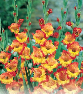 gladiole_princess_marg_rose - Bulbi de gladiole NOU