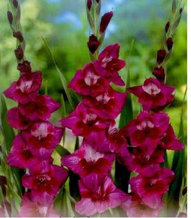 Gladiole_Velvet_Eyes