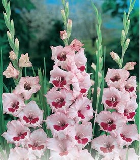 gladiole_wine_and_roses