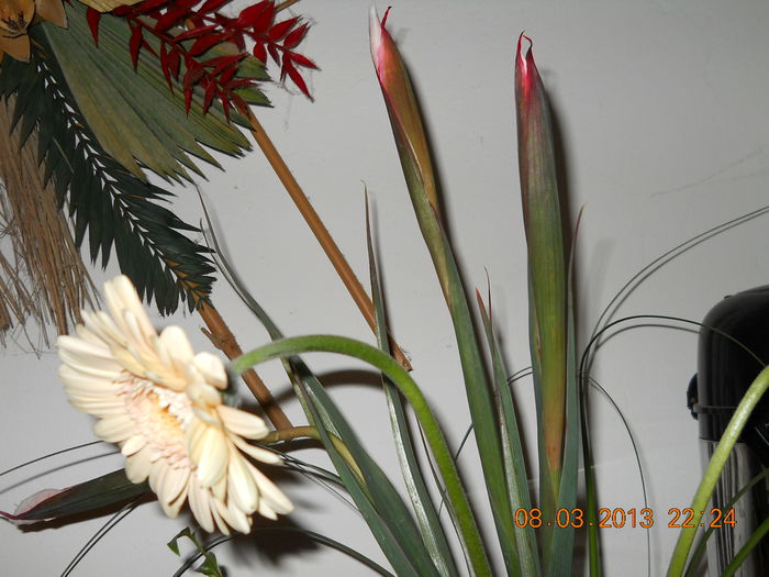 nu puteau lipsi florile