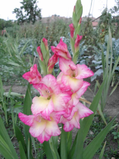 Gladiole My Love - gladiole de vanzare