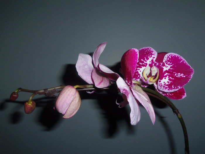 08 martie 2013 - 2013 Orhidee