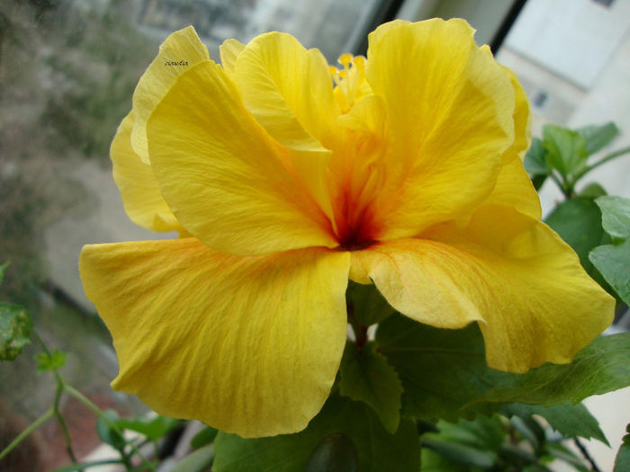 DSC06771 - Hibiscus 2013