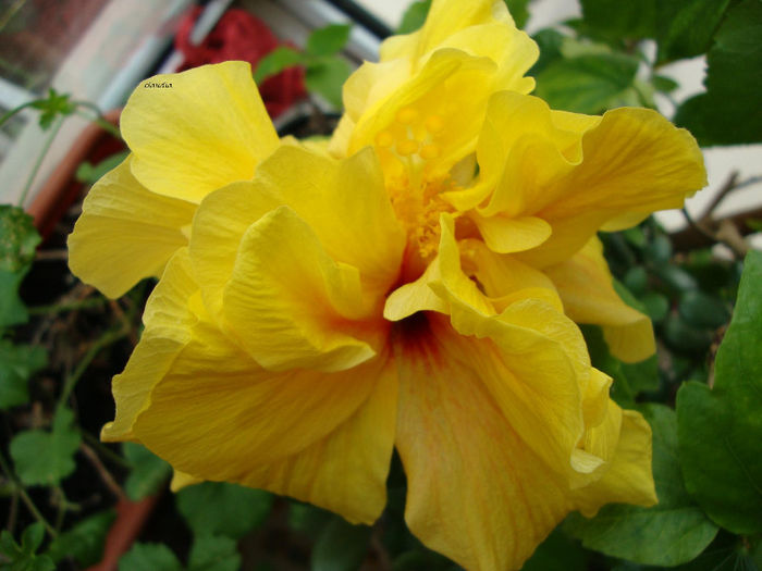 DSC06770 - Hibiscus 2013