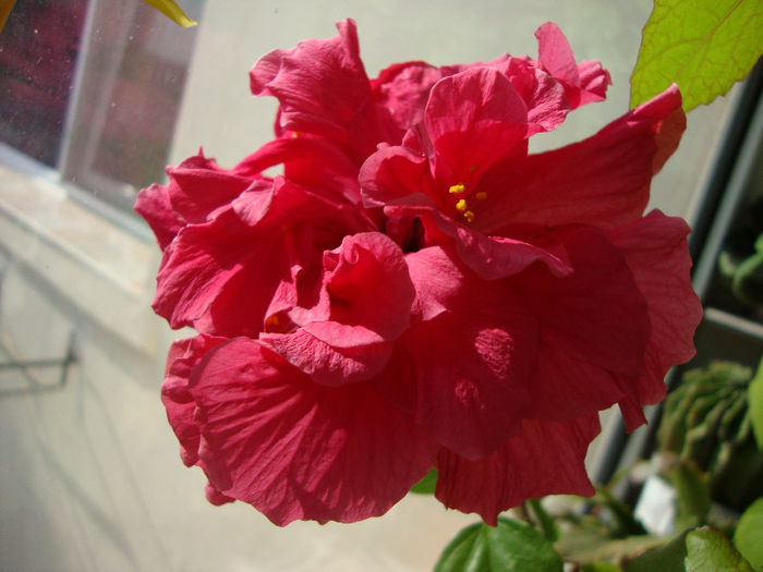 DSC06670 - Hibiscus 2013