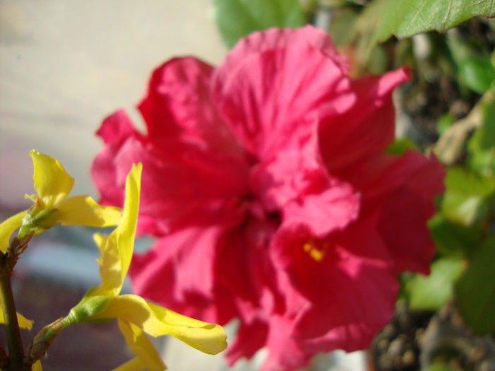 DSC06671 - Hibiscus 2013