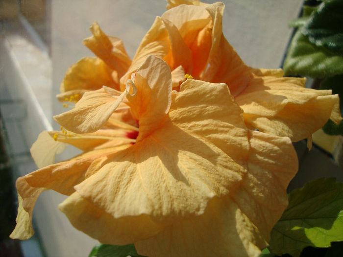 DSC06672 - Hibiscus 2013