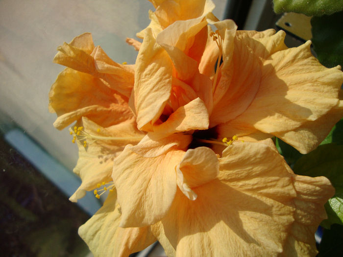 DSC06673 - Hibiscus 2013